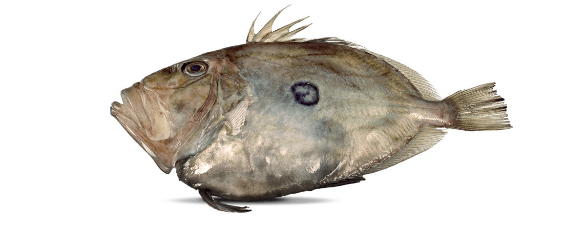 John Dory